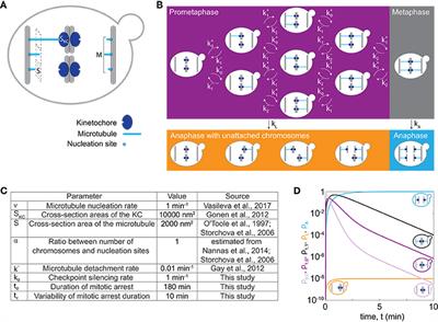 Spindle Dynamics Model Explains Chromosome Loss Rates in Yeast Polyploid Cells